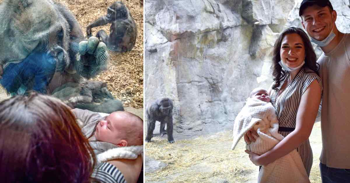 Mamma gorilla mostra il suo cucciolo ad una madre