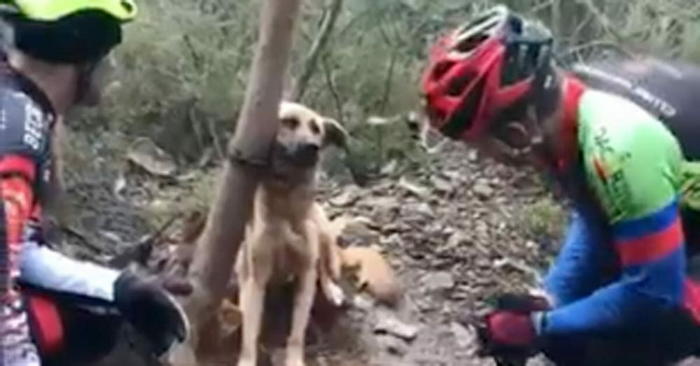 Alcuni ciclisti salvano un cane legato 1