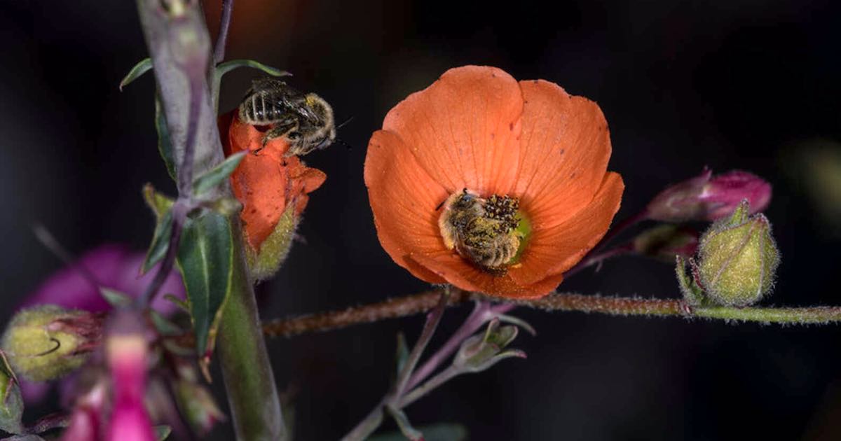 Un fotografo avvista una coppia di api che dormono